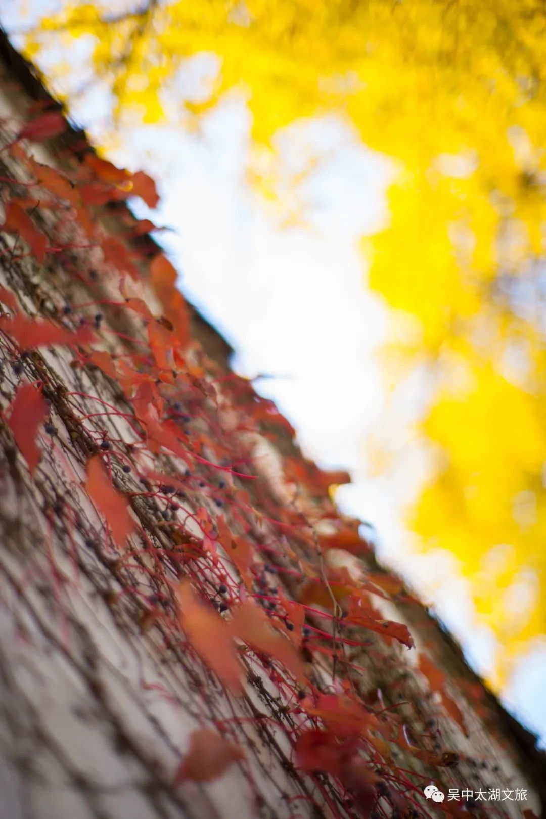 你想要的秋天,这里都有!