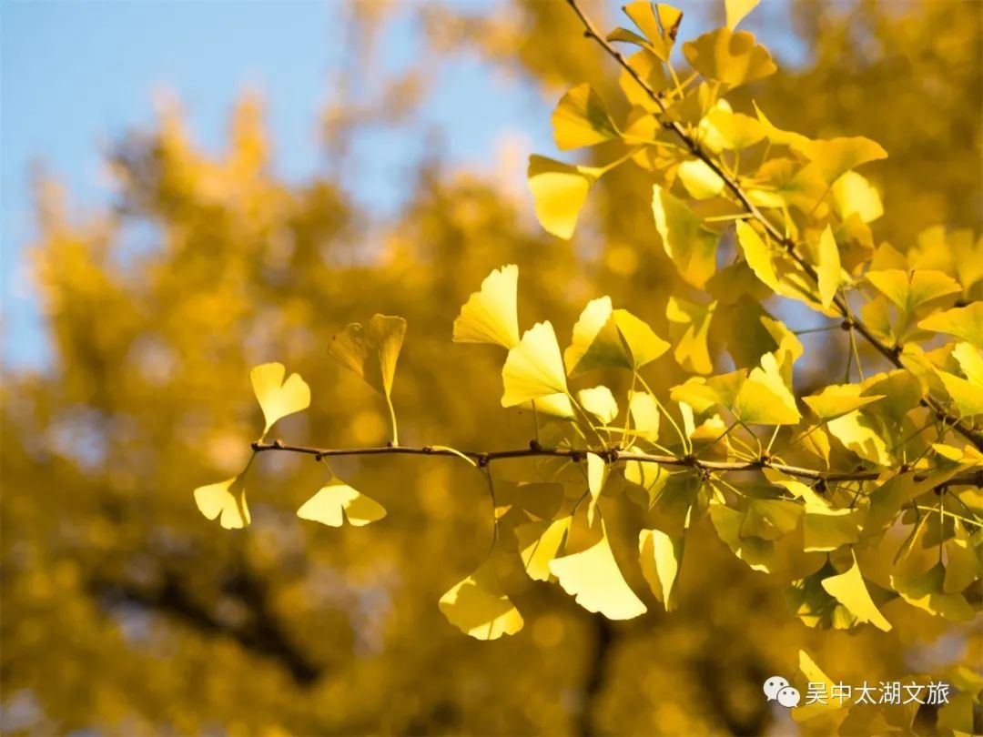 你想要的秋天,这里都有!