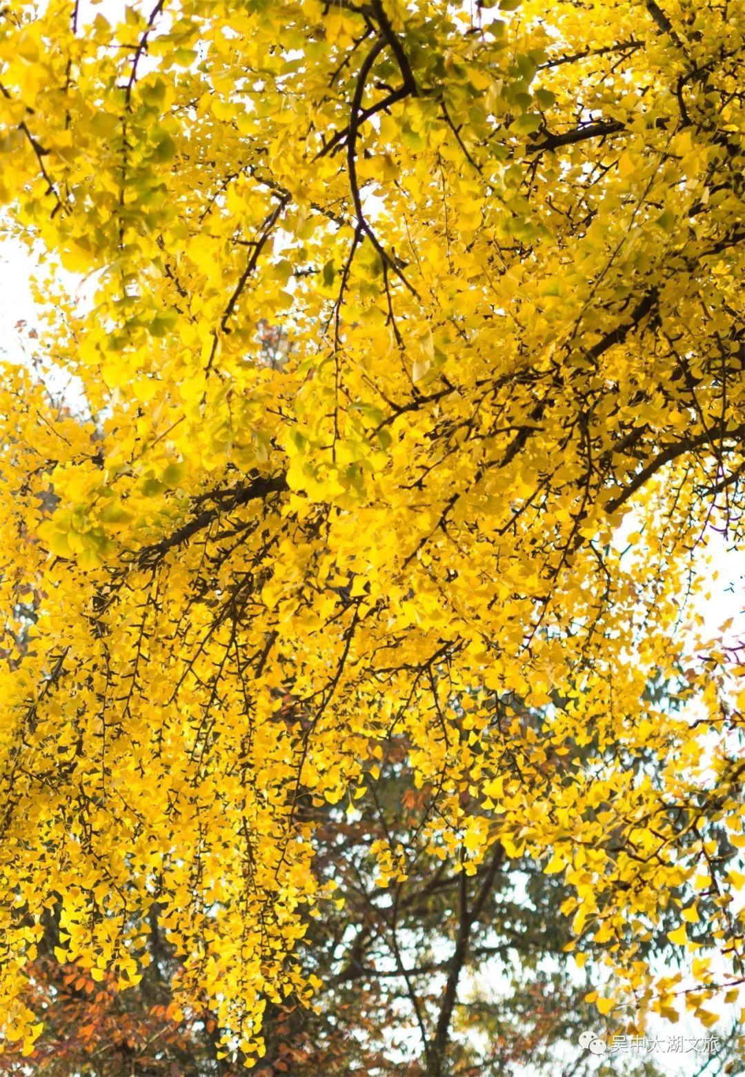 你想要的秋天,这里都有!