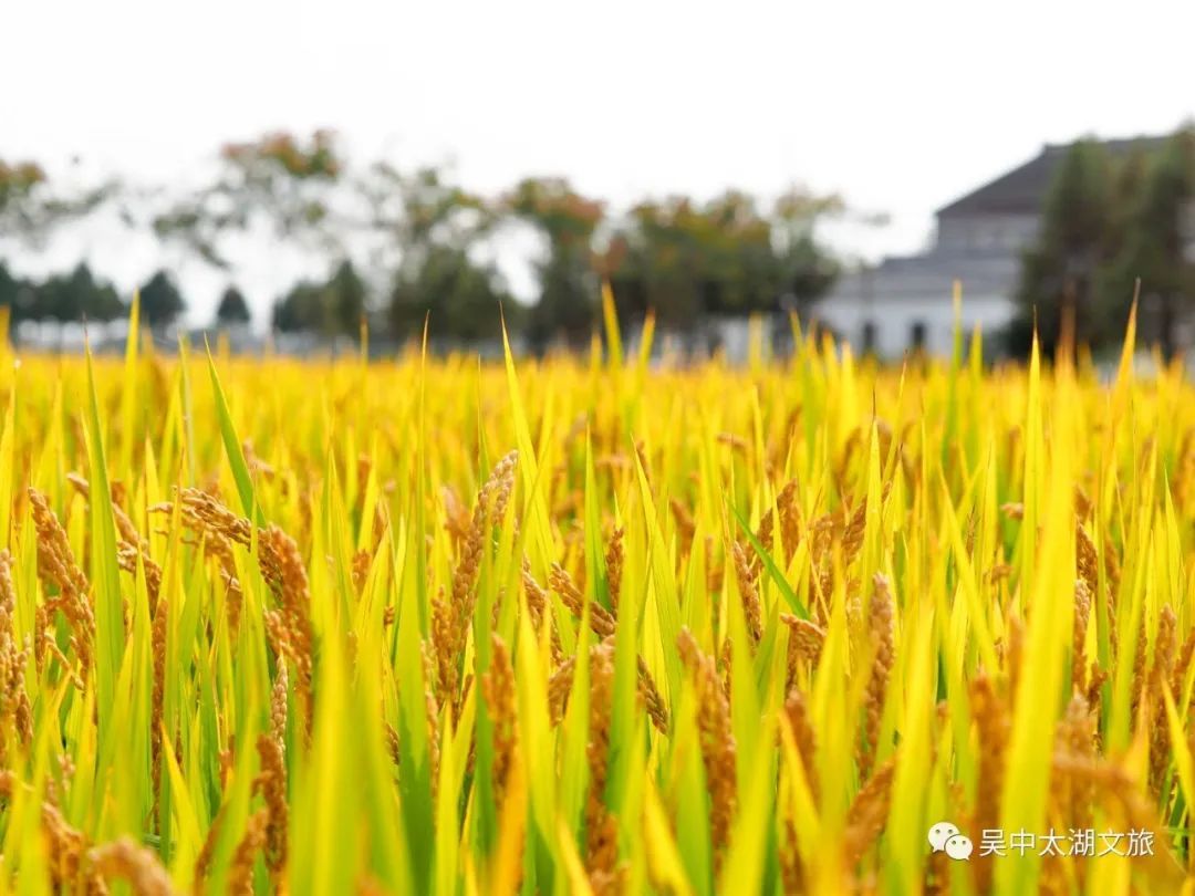 你想要的秋天,这里都有!