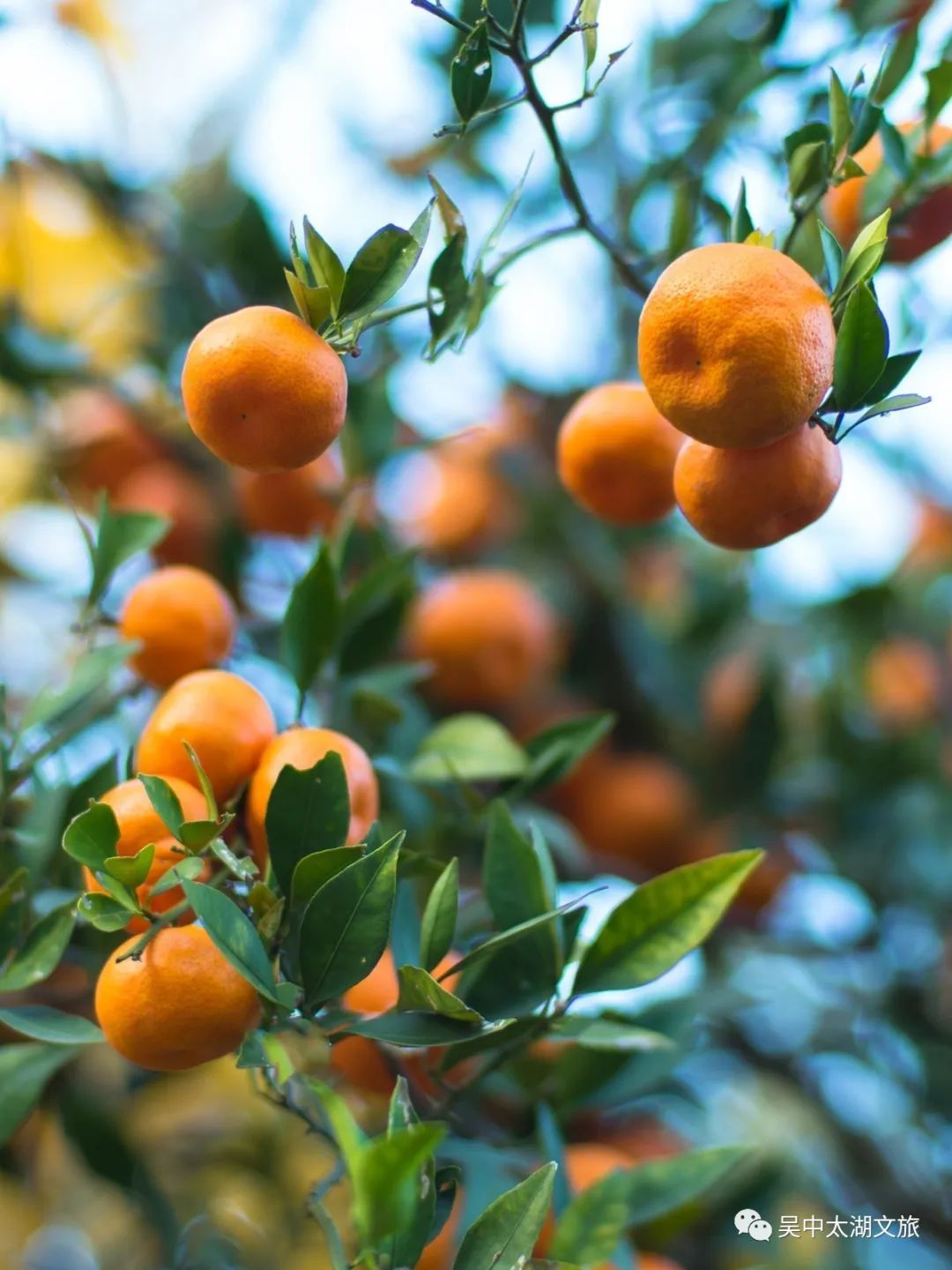 你想要的秋天,这里都有!