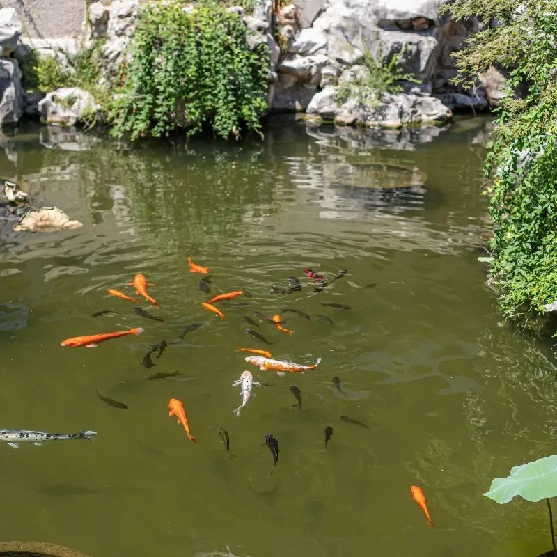 诗意栖居丨藏在古镇的私家园林，带你入住江南诗画里！