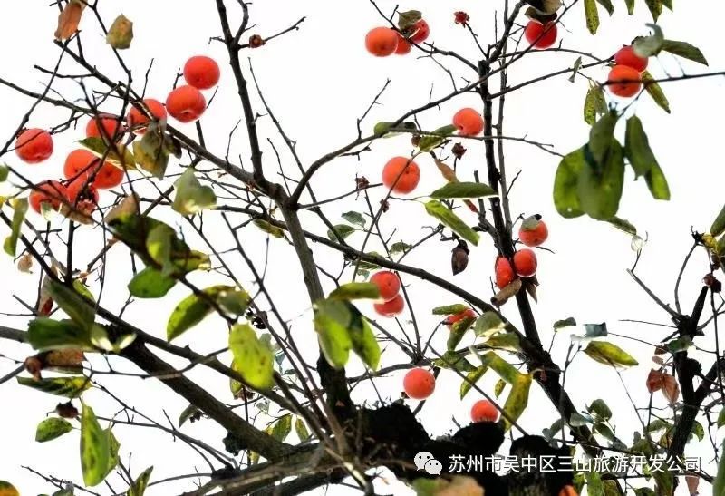 你好！秋日三山岛！
