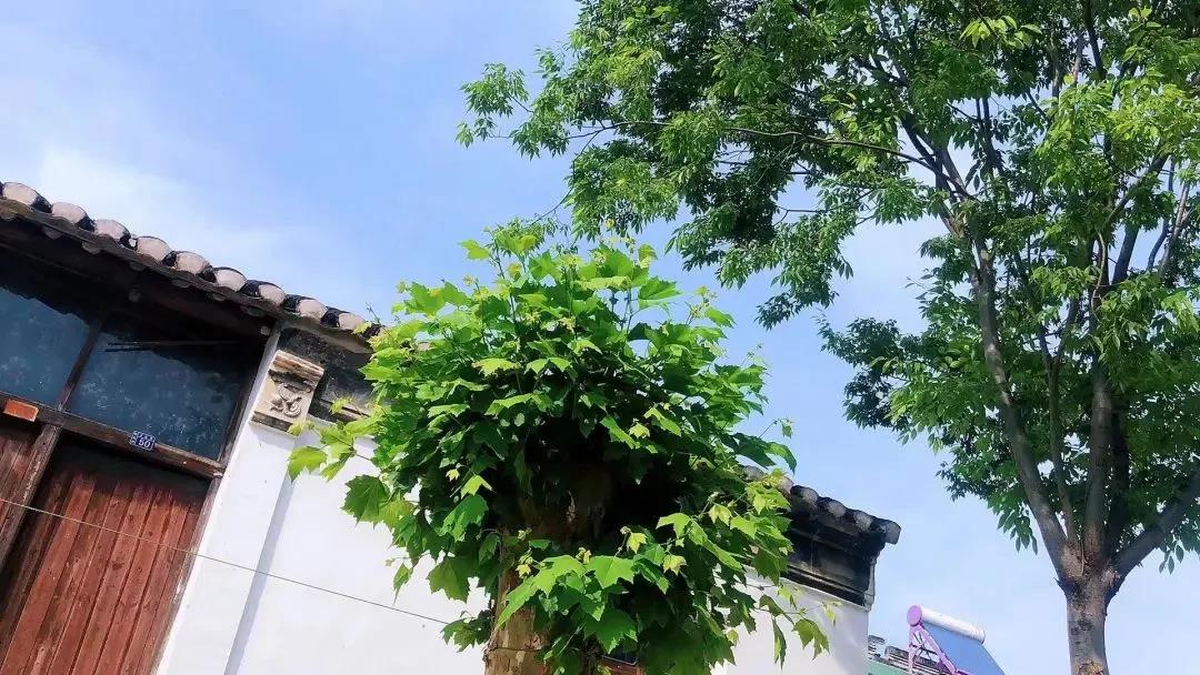 私藏！太湖超小众“秘境”！