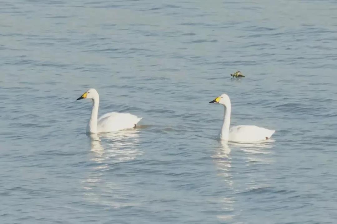 小天鹅又“打卡”太湖了！