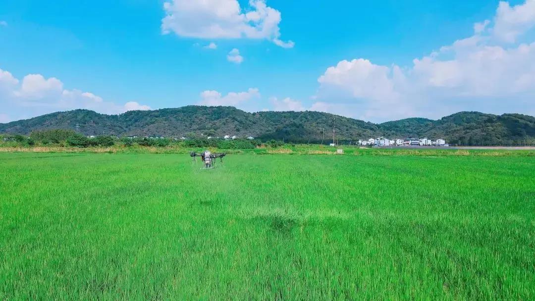 小天鹅又“打卡”太湖了！