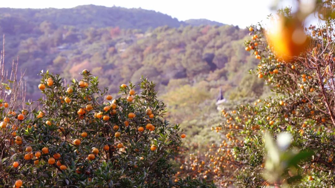 寻找东山秋色