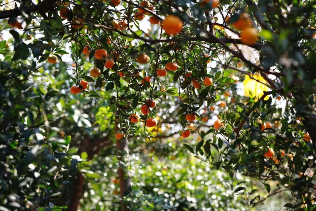 寻找东山秋色