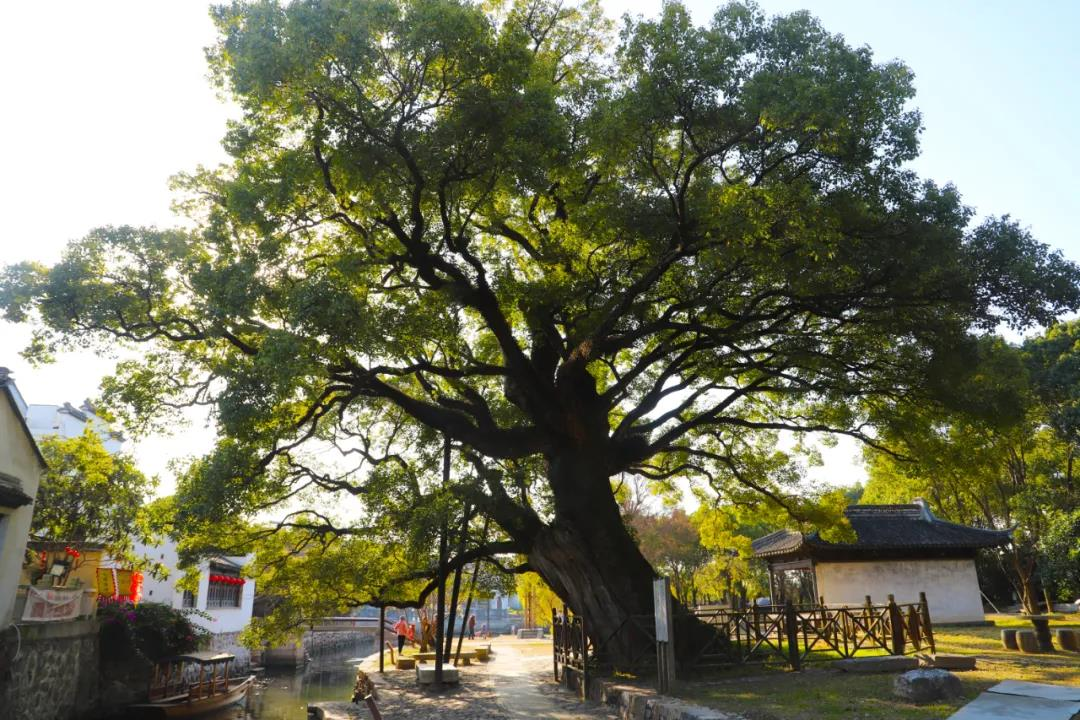 西山岛晒太阳攻略