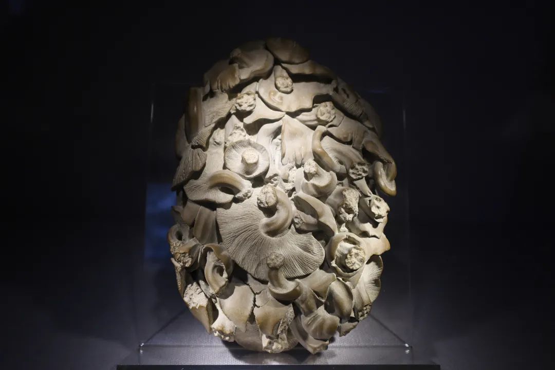 又有新展！这次是你没见过的“石头”！