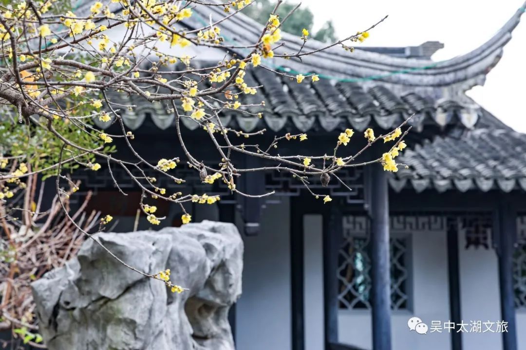 第一波蜡梅已上线，来寻香~