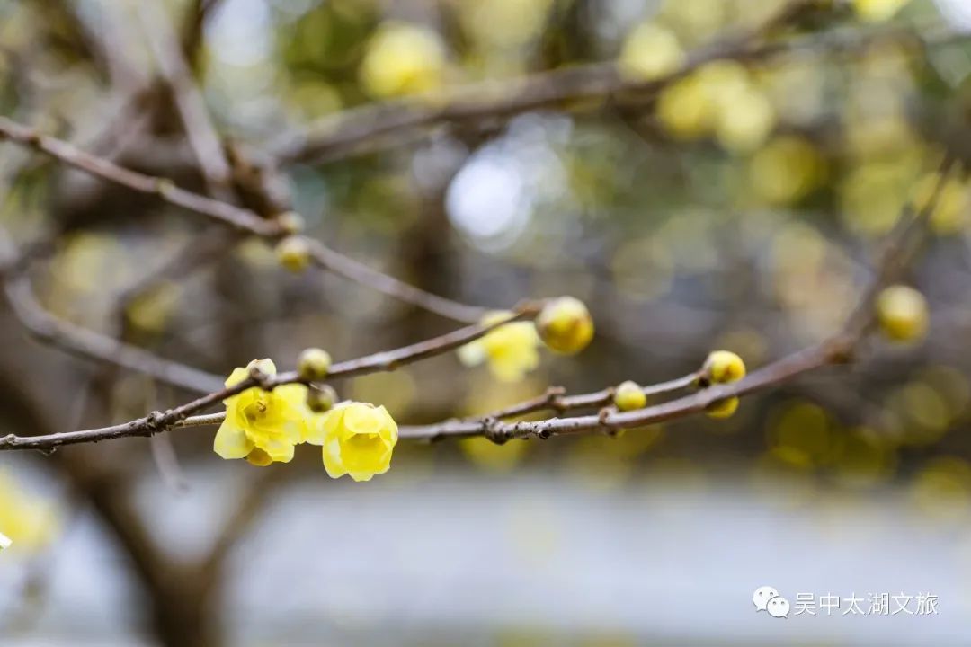 第一波蜡梅已上线，来寻香~