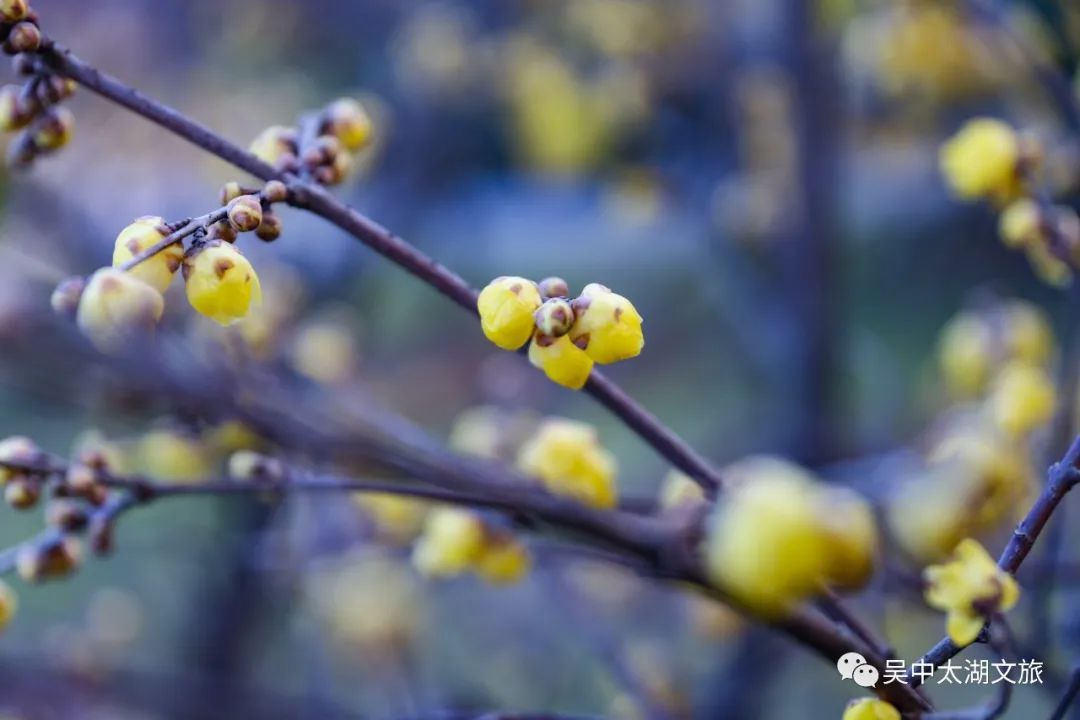 第一波蜡梅已上线，来寻香~