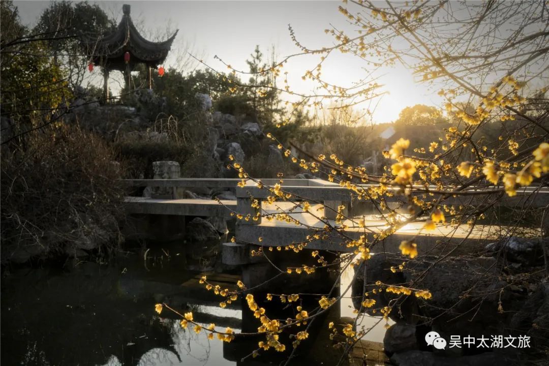 第一波蜡梅已上线，来寻香~