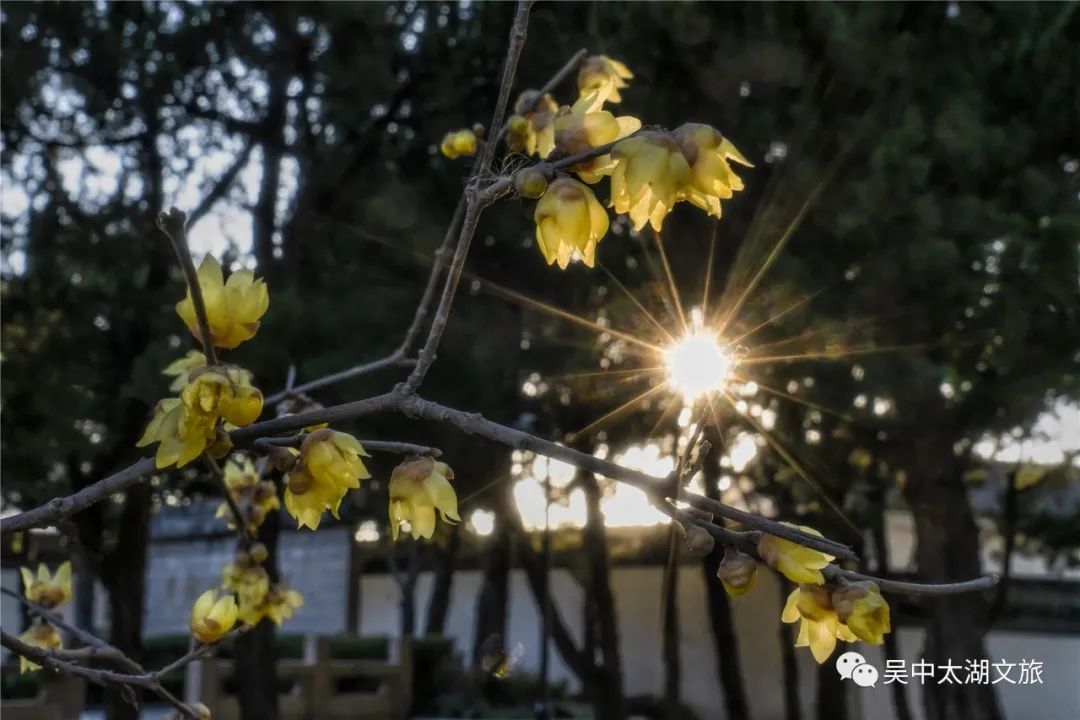 第一波蜡梅已上线，来寻香~