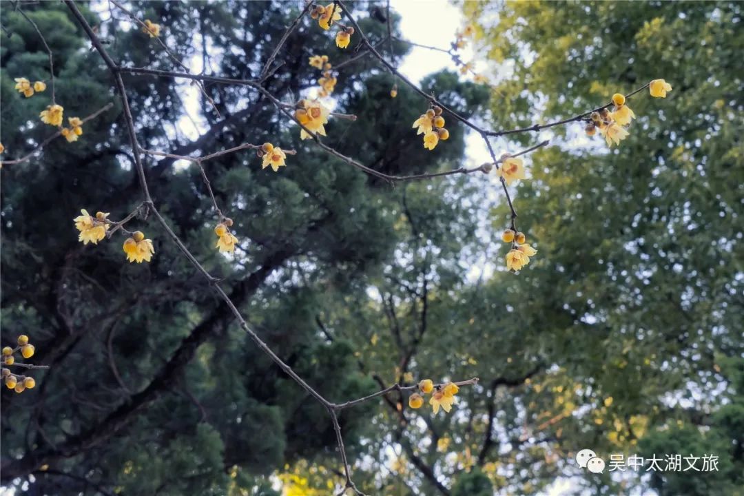 第一波蜡梅已上线，来寻香~
