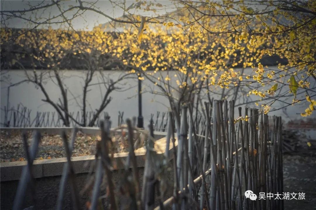 第一波蜡梅已上线，来寻香~