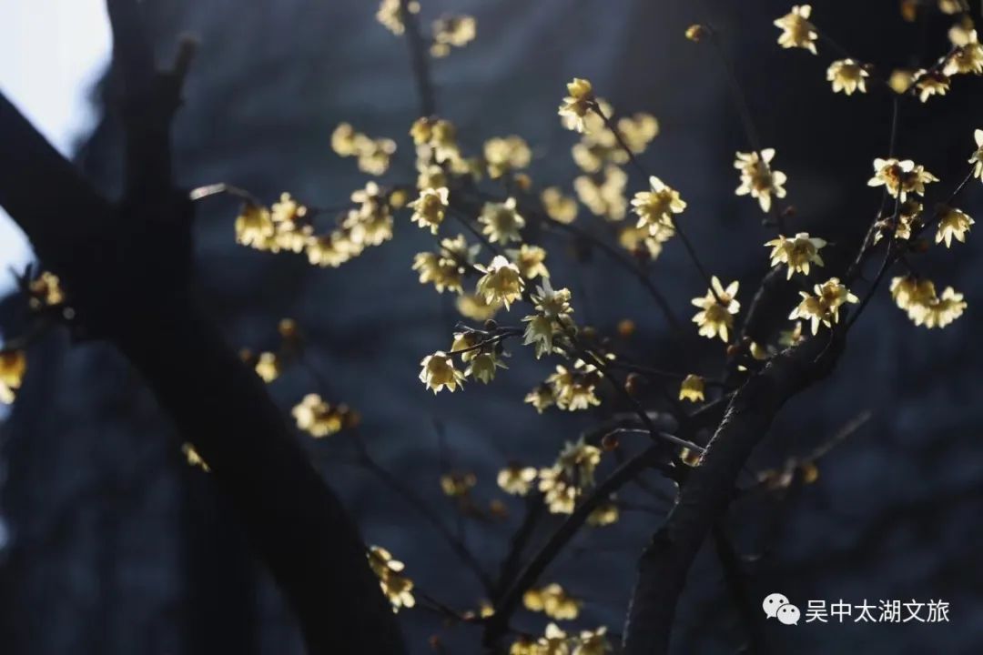第一波蜡梅已上线，来寻香~