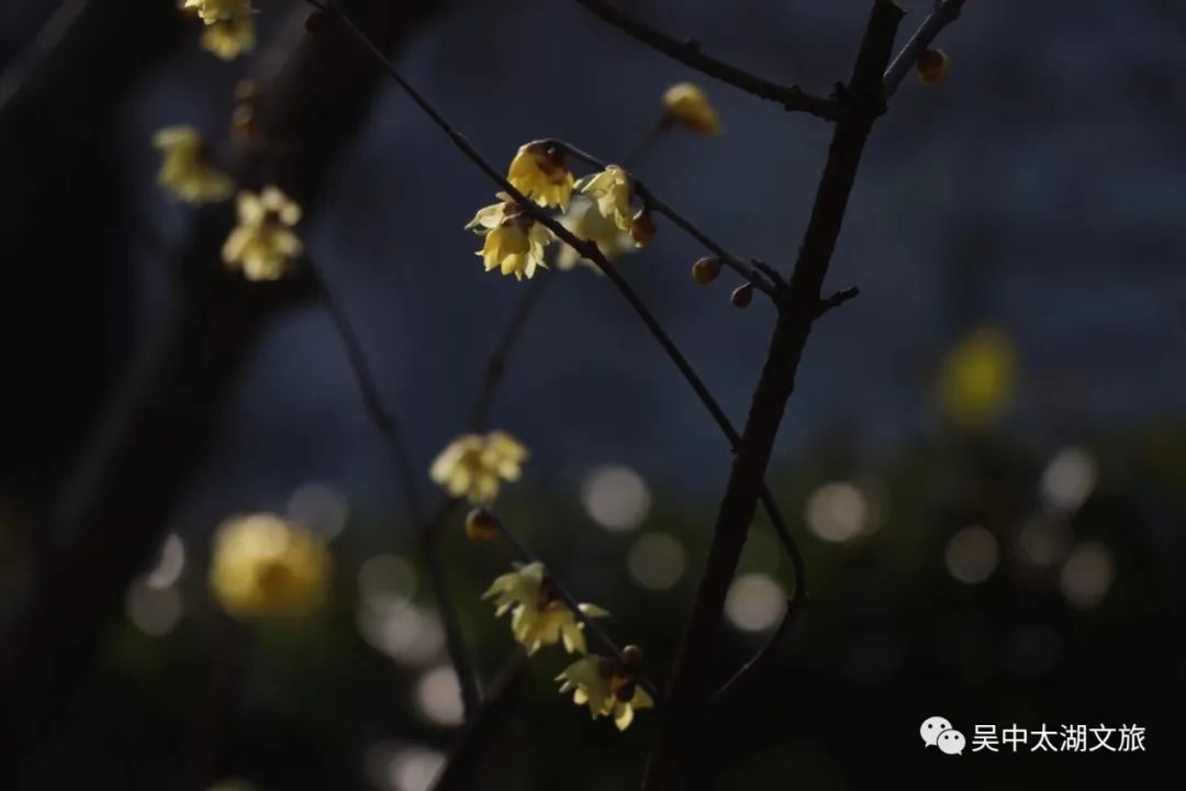 第一波蜡梅已上线，来寻香~
