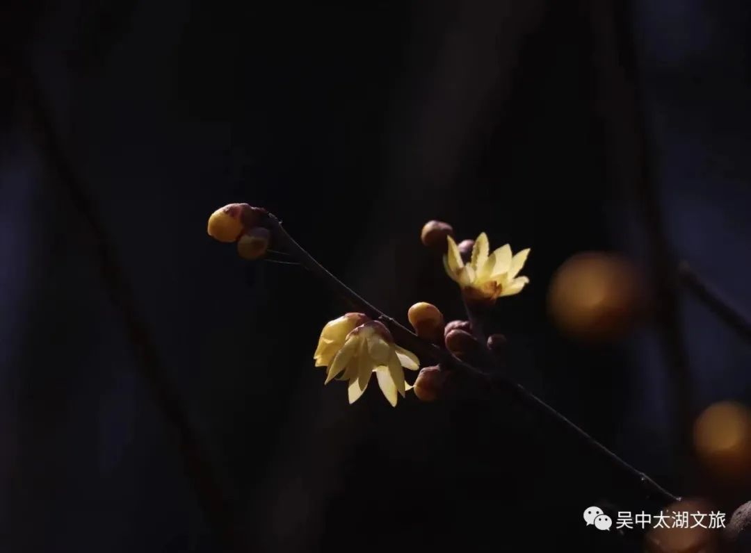 第一波蜡梅已上线，来寻香~