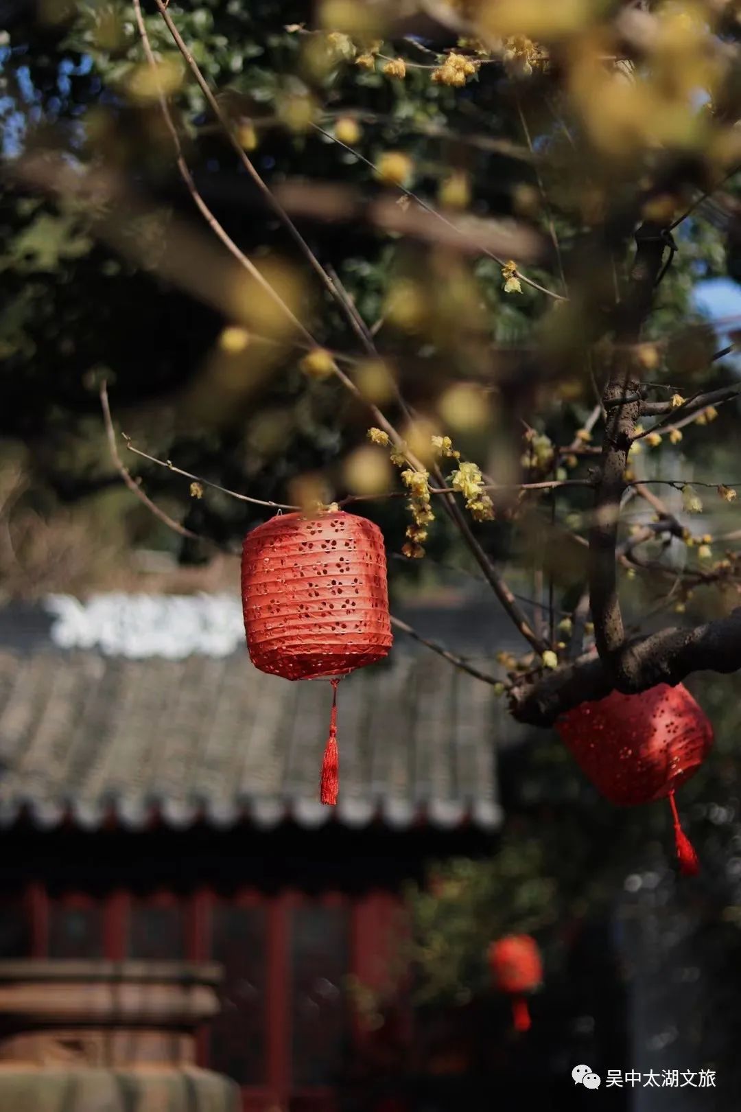 第一波蜡梅已上线，来寻香~