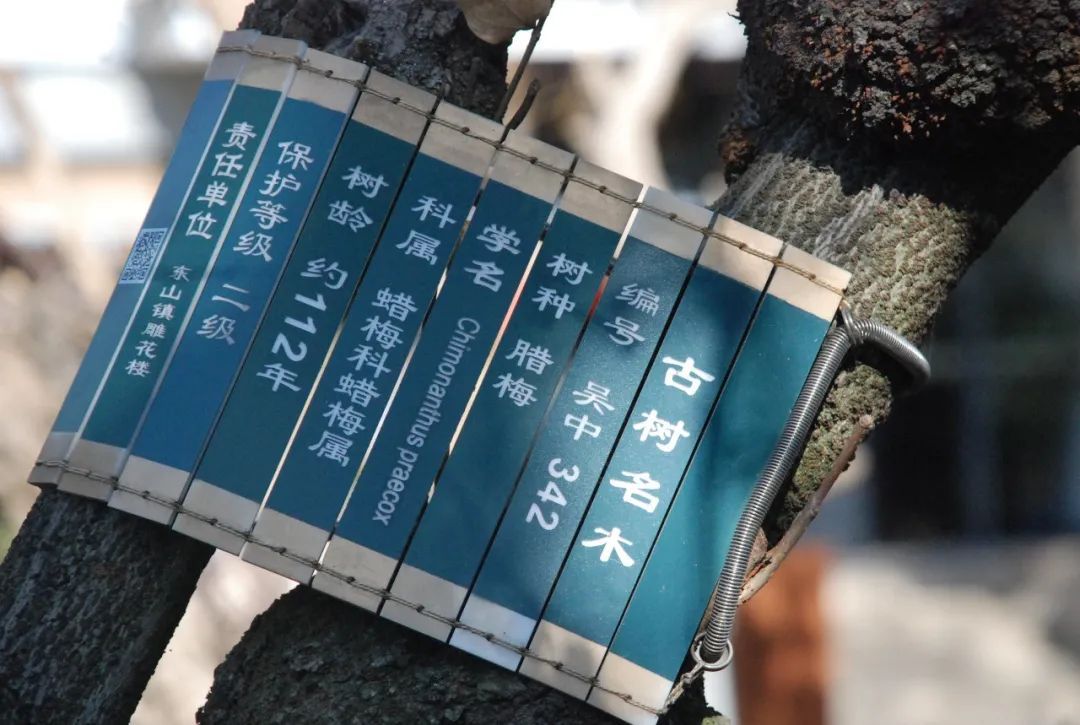 第一波蜡梅已上线，来寻香~