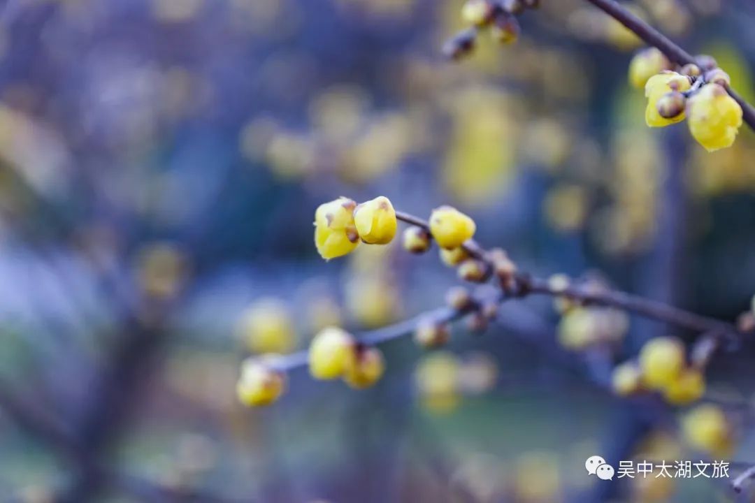 腊八节，万事“粥”全，遇见“梅”好！