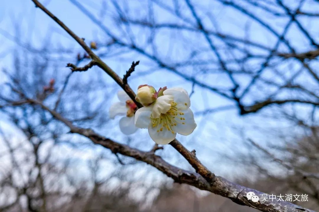 腊八节，万事“粥”全，遇见“梅”好！