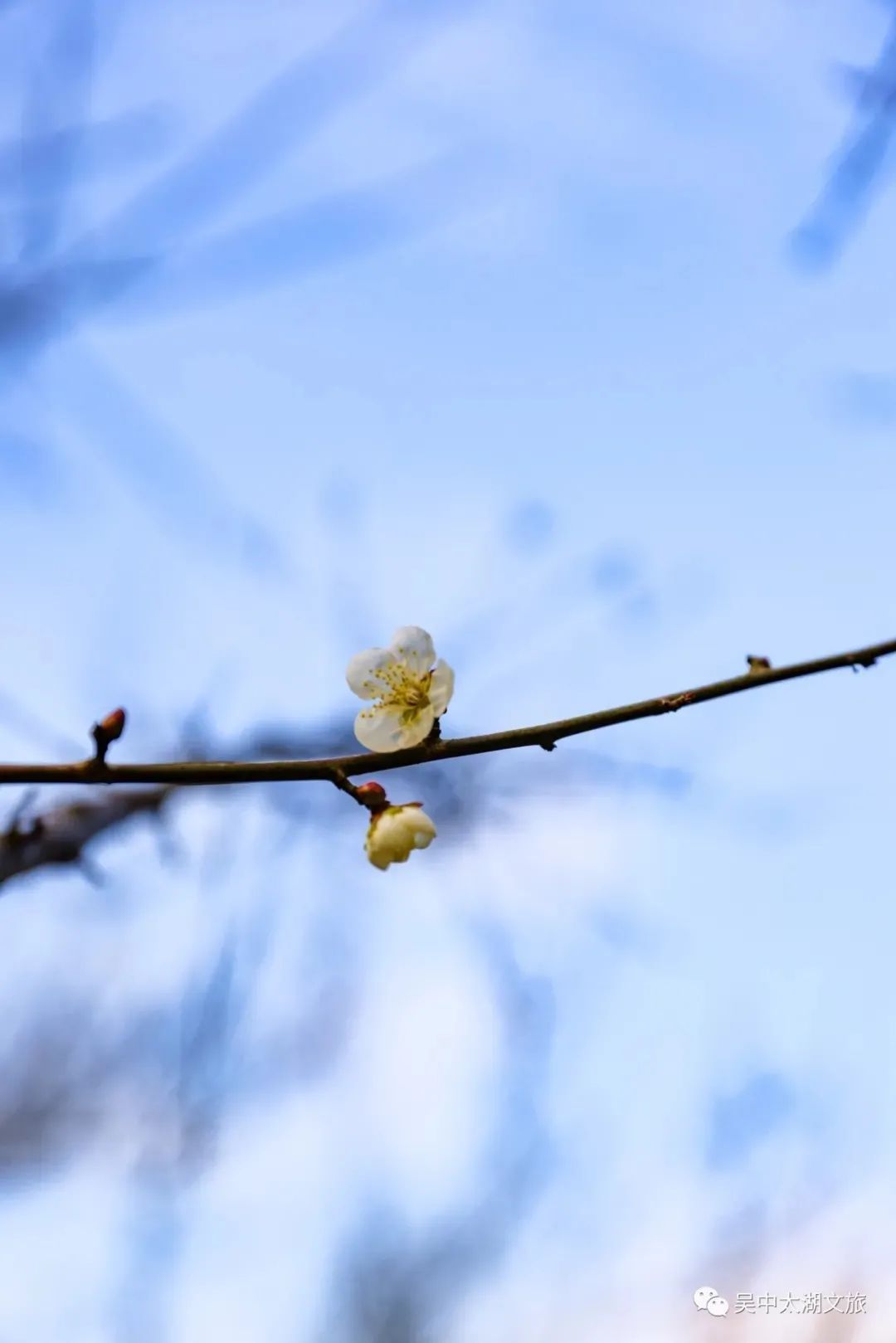 腊八节，万事“粥”全，遇见“梅”好！
