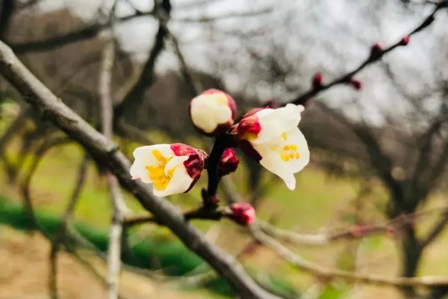 腊八节，万事“粥”全，遇见“梅”好！