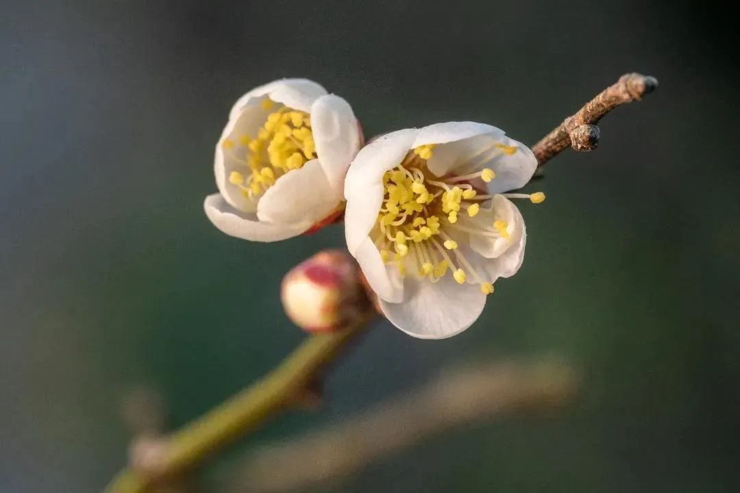 腊八节，万事“粥”全，遇见“梅”好！
