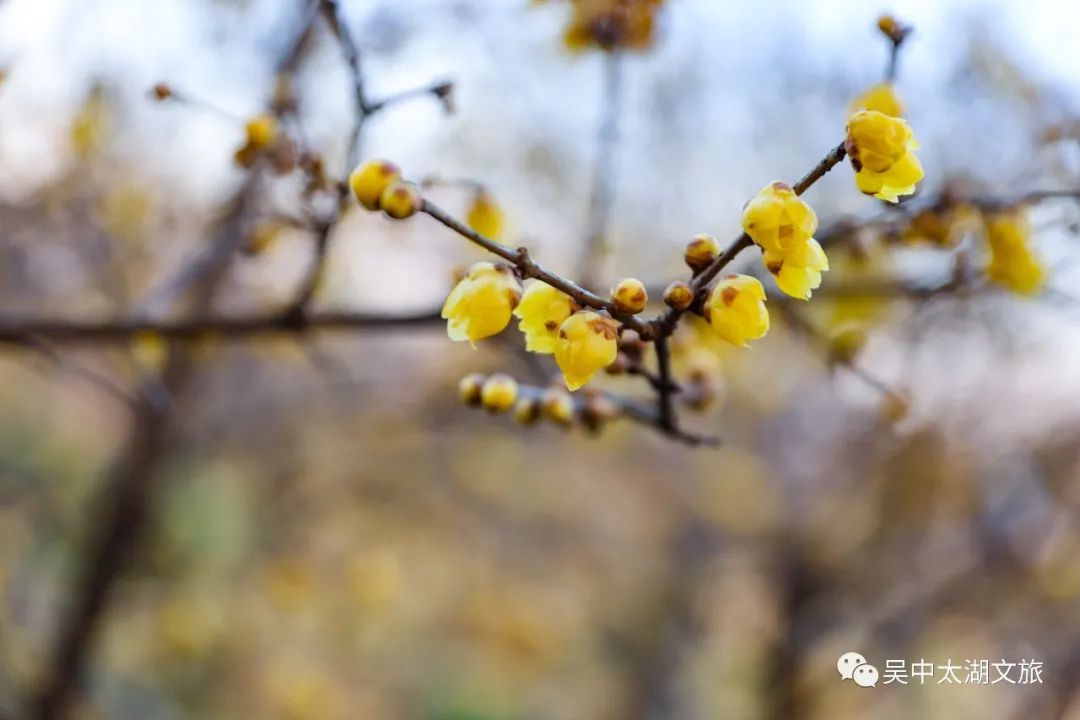 赏梅、观鸥鸟……许你一份冬日治愈~