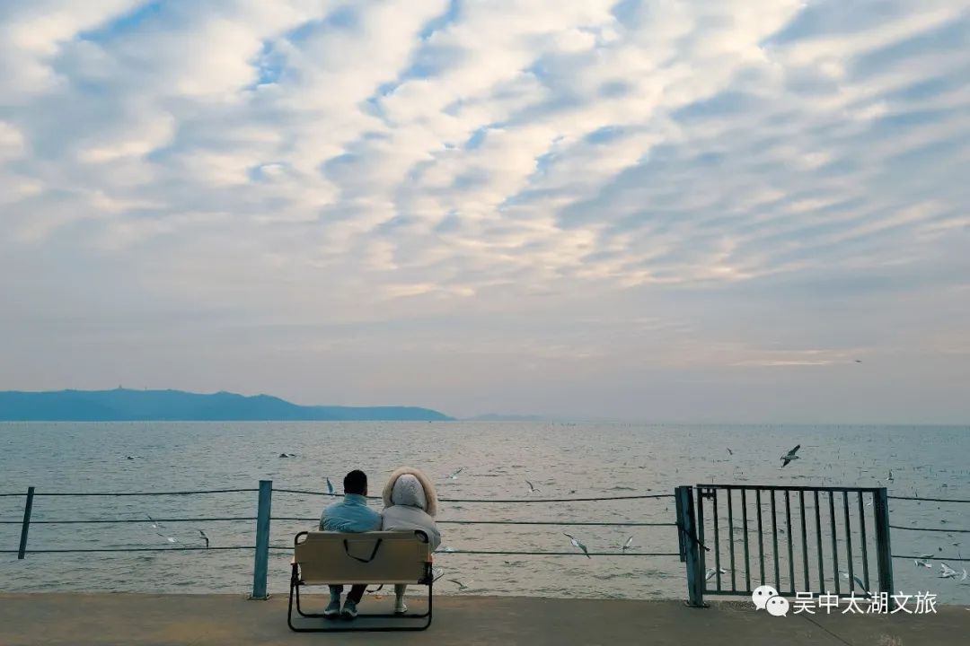 赏梅、观鸥鸟……许你一份冬日治愈~