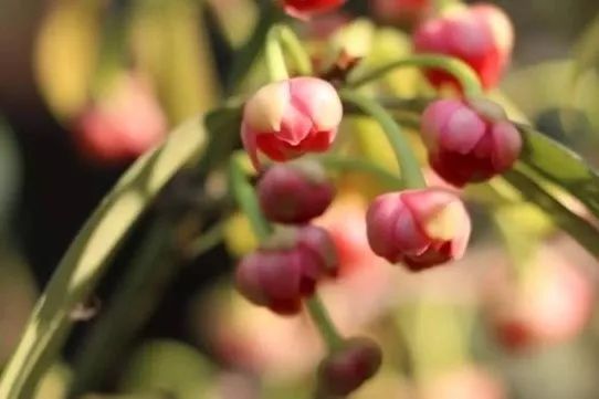 蜡梅花开，香溢满园！