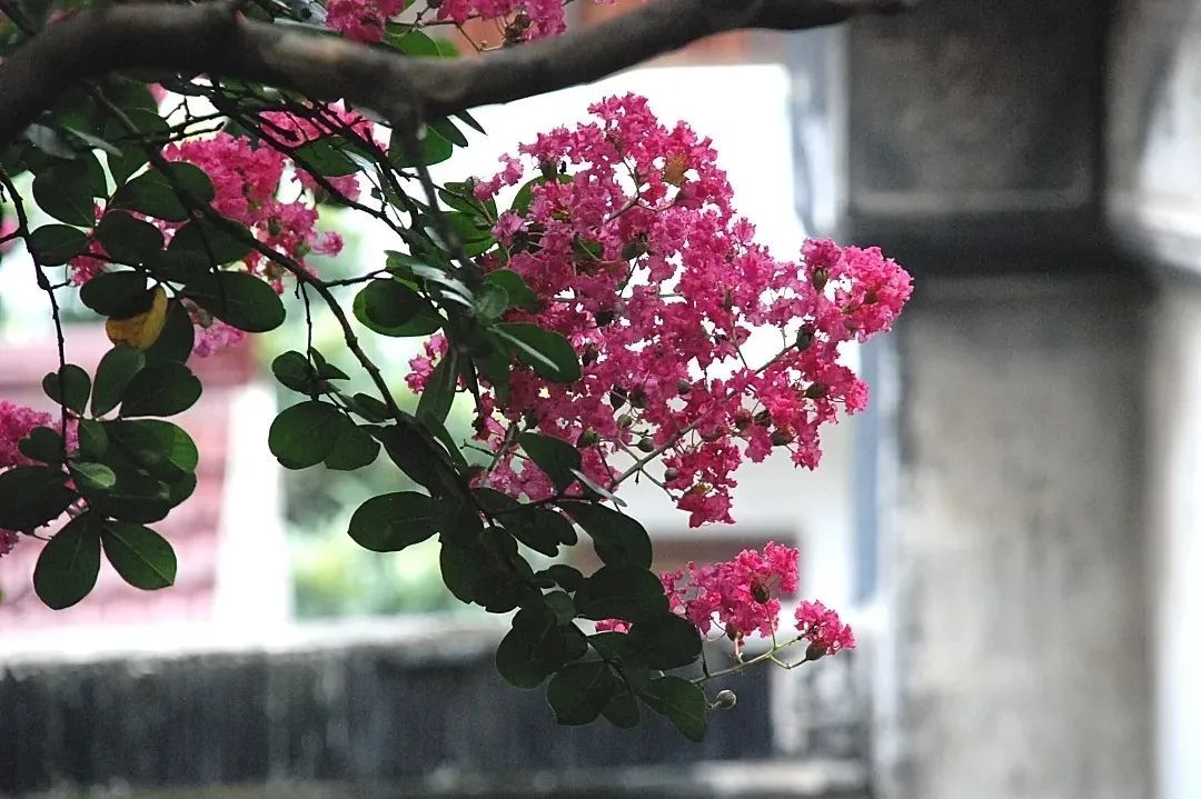 蜡梅花开，香溢满园！
