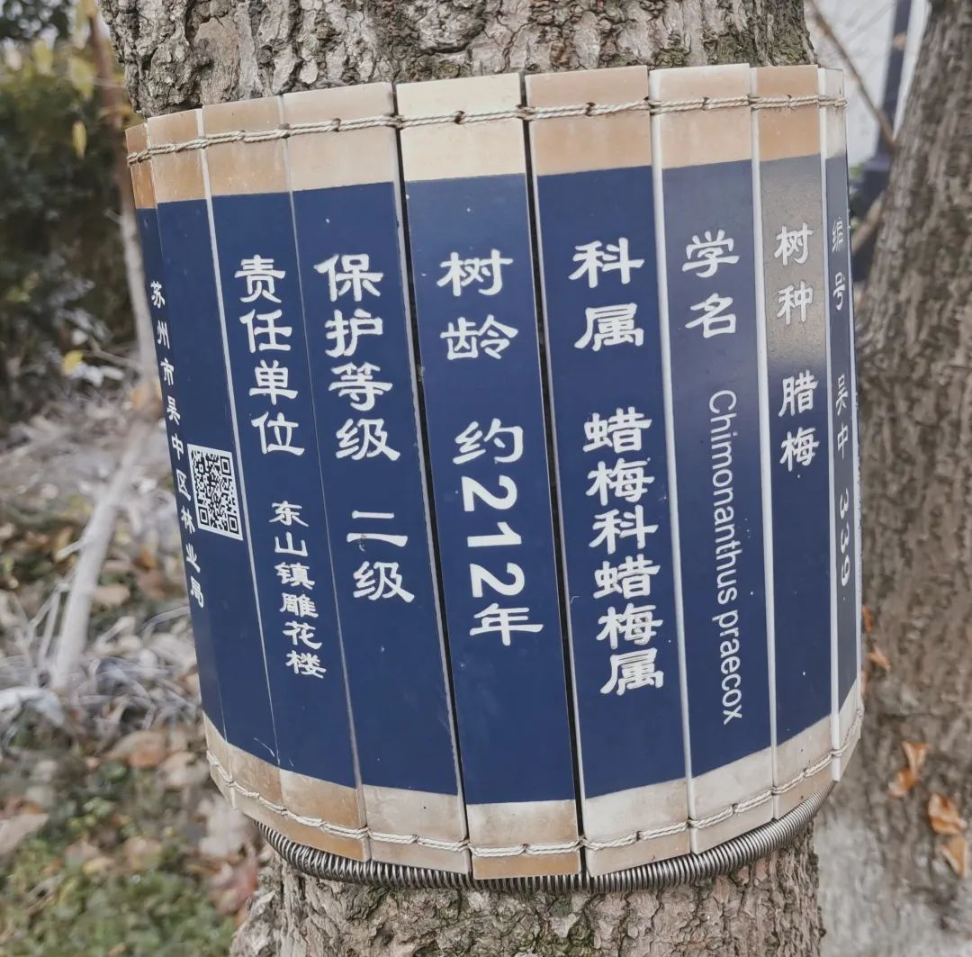 蜡梅花开，香溢满园！