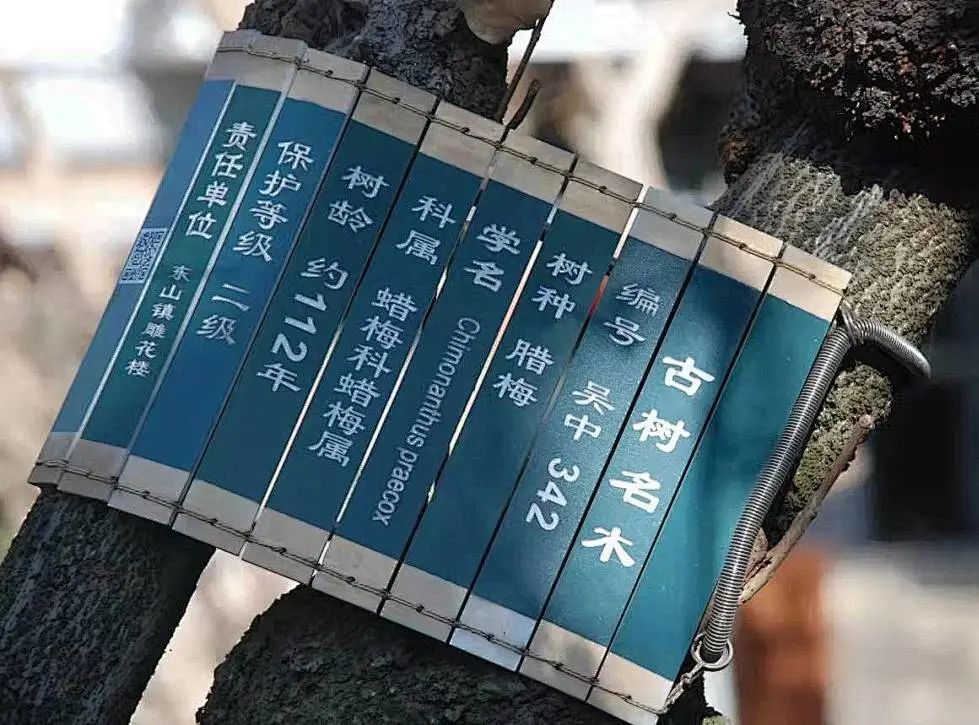 蜡梅花开，香溢满园！