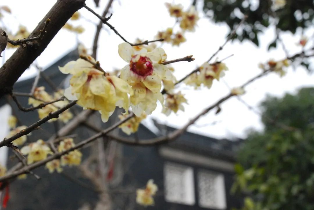 蜡梅花开，香溢满园！