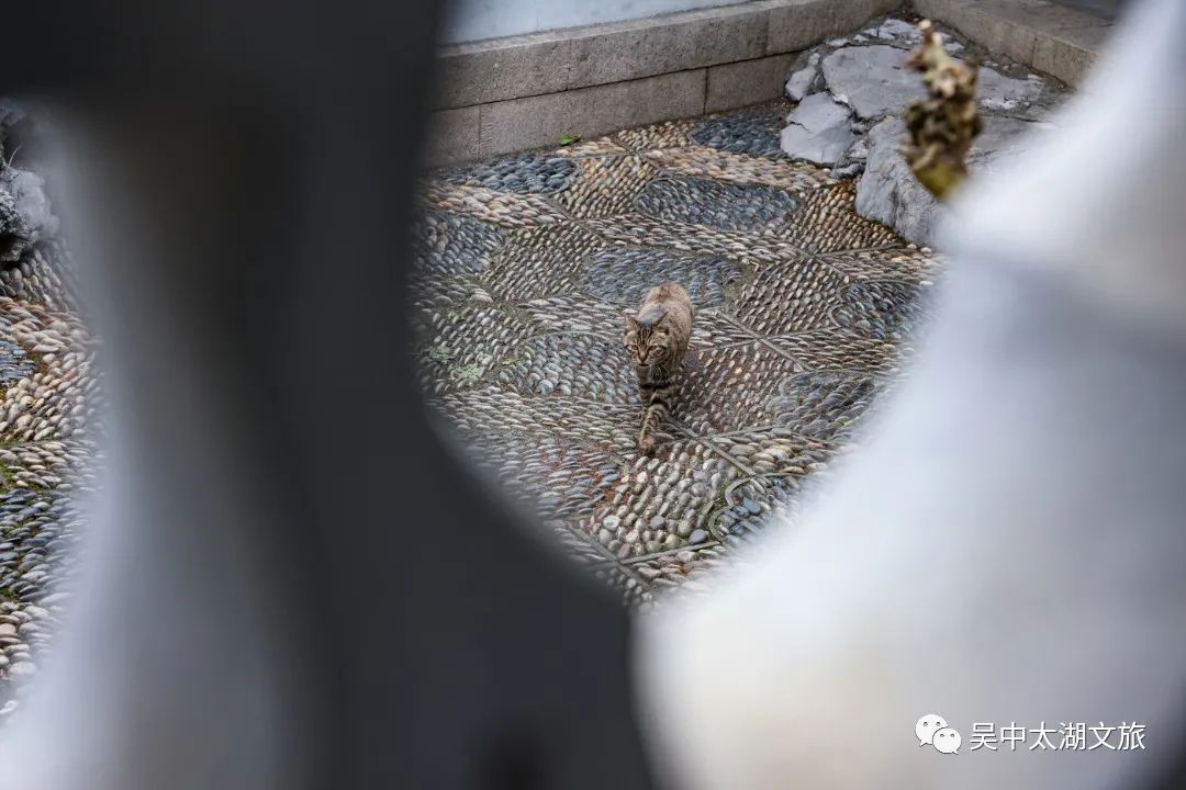 乾隆六下江南的原因是……