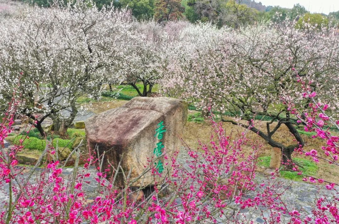 又到梅花盛开时！这些地方梅香怡人！