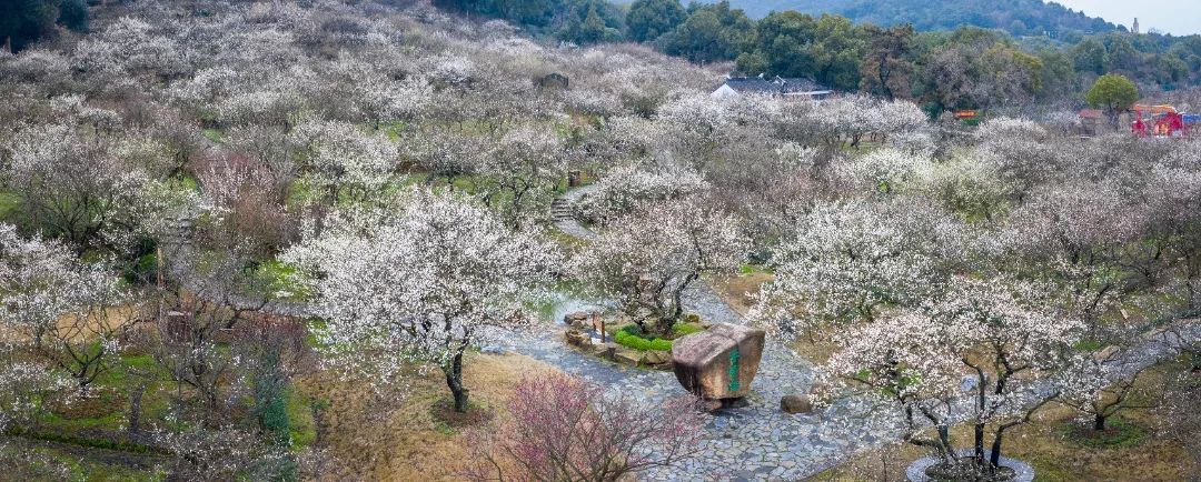 香雪海花开2成！吴中“香”了！