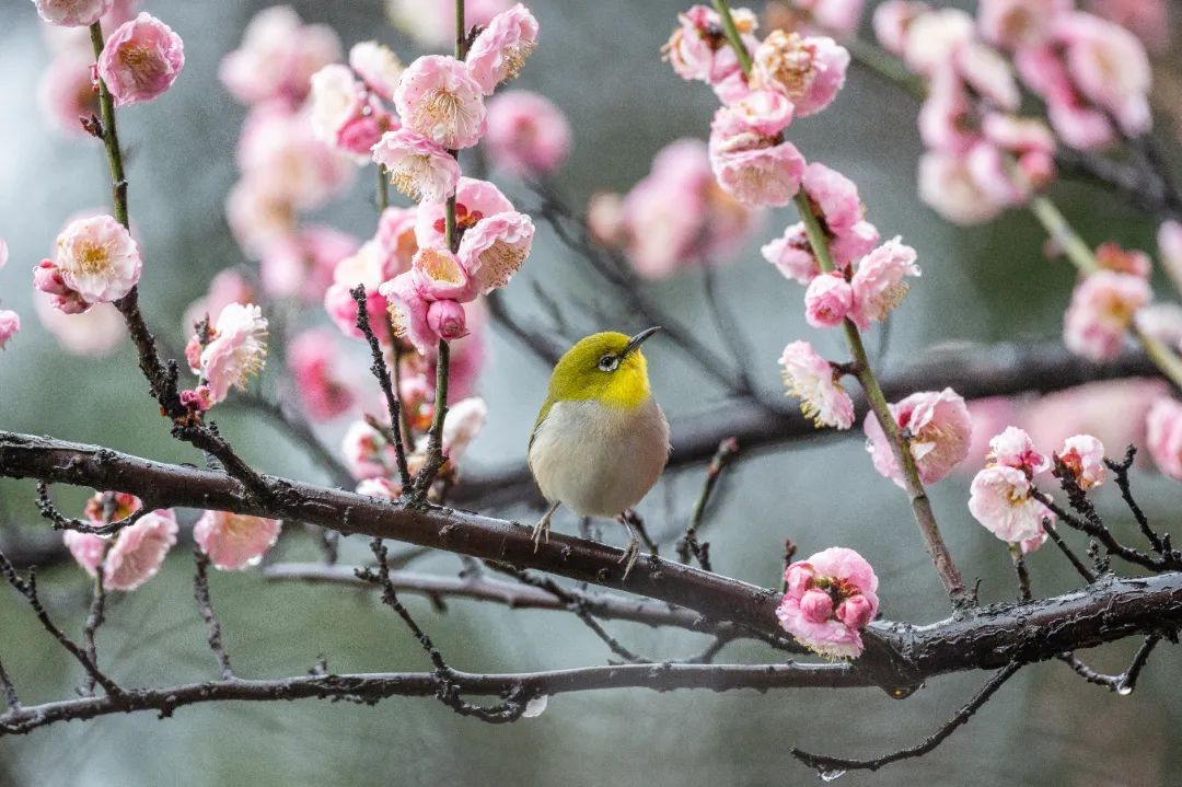 香雪海花开2成！吴中“香”了！