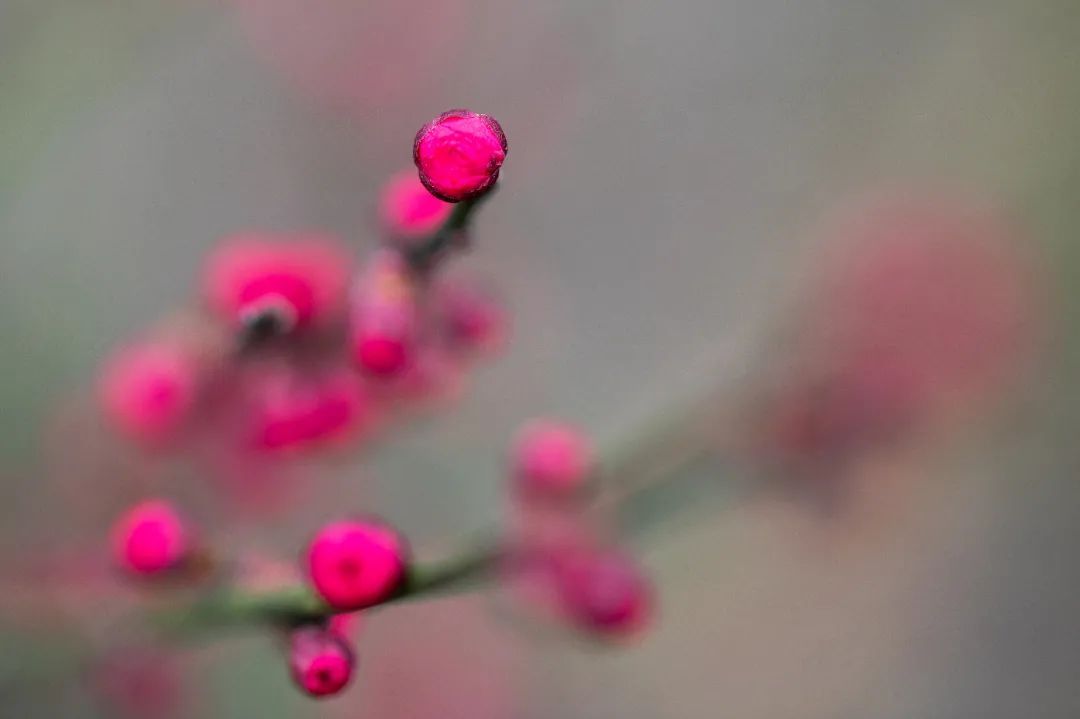 香雪海花开2成！吴中“香”了！