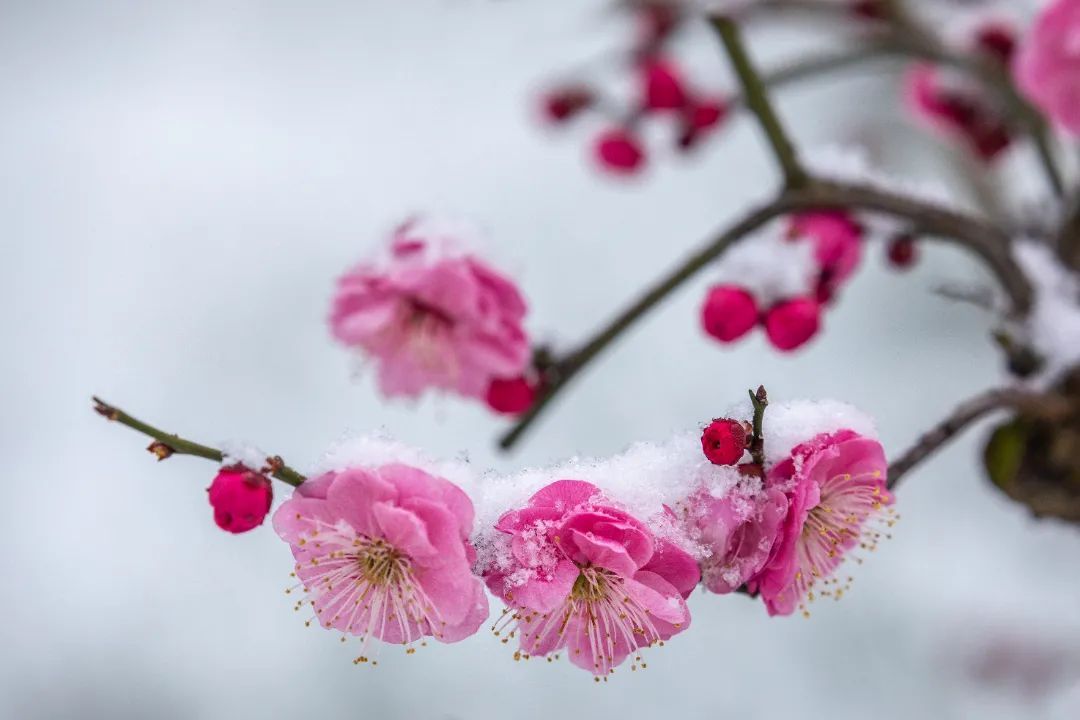 香雪海花开2成！吴中“香”了！
