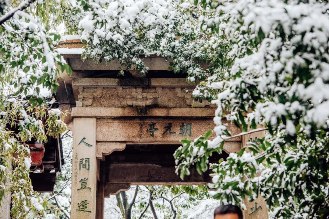 香雪海花开2成！吴中“香”了！