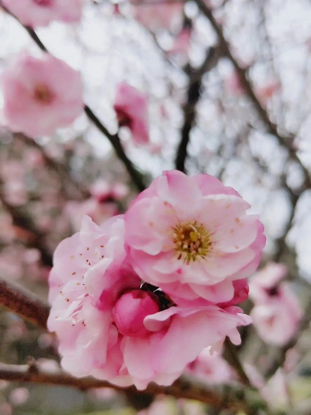 香雪海花开2成！吴中“香”了！