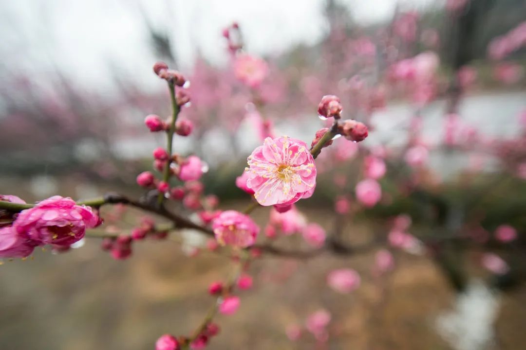香雪海花开2成！吴中“香”了！