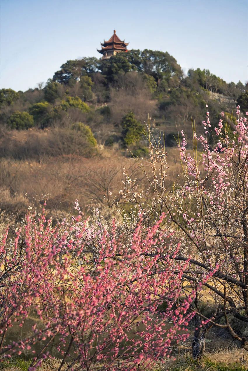 香雪海花开2成！吴中“香”了！