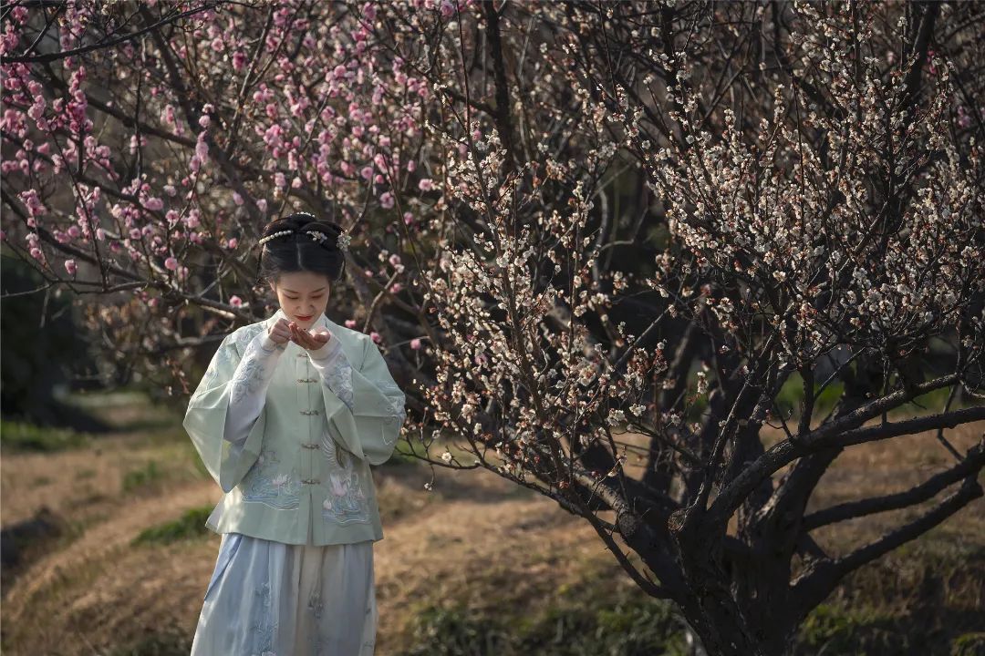 香雪海花开2成！吴中“香”了！