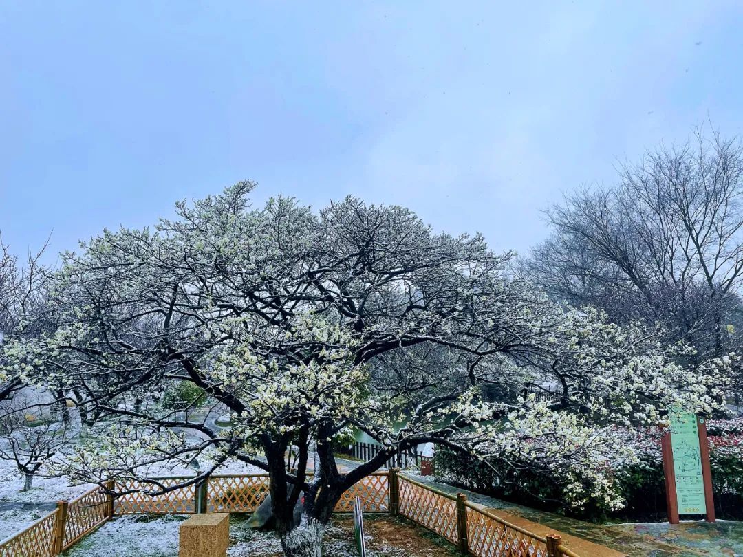 香雪海花开2成！吴中“香”了！